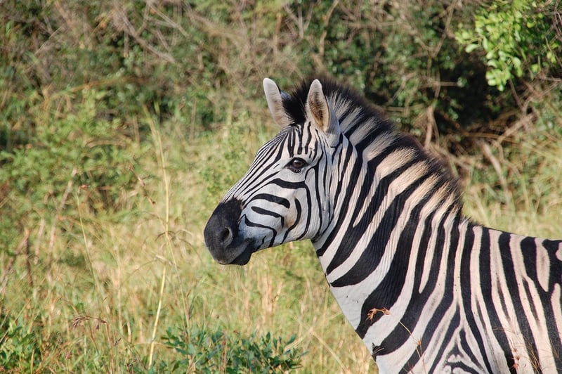 Safari in Serengeti
